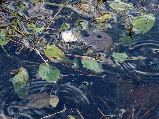 {Potamogeton pulcher}